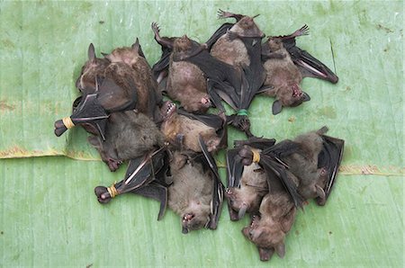 Bats for eating, Morning food market, Luang Prabang, Laos, Indochina, Southeast Asia, Asia Stock Photo - Rights-Managed, Code: 841-02947210