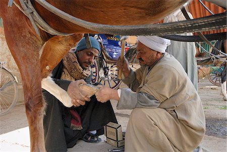 simsearch:841-02947168,k - Horse shoeing, Luxor, Egypt, North Africa, Africa Foto de stock - Con derechos protegidos, Código: 841-02943542