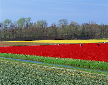 People working in the bulb fields in Holland, Europe Stock Photo - Rights-Managed, Code: 841-02943713