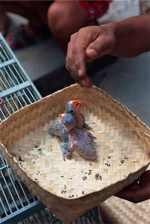 simsearch:841-03033826,k - Close-up of small birds for sale in the bird market in Jogjakarta, Java, Indonesia, Southeast Asia, Asia Stock Photo - Rights-Managed, Code: 841-02991357