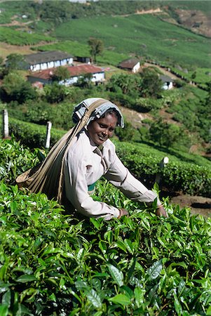 Tea picking, Western Ghats near Munnar, Kerala state, India, Asia Stock Photo - Rights-Managed, Code: 841-02991514