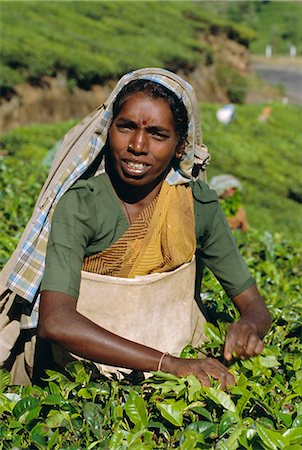 simsearch:841-03032762,k - Woman picking tea, near Munnar, Western Ghats, Kerala, India Stock Photo - Rights-Managed, Code: 841-02991545