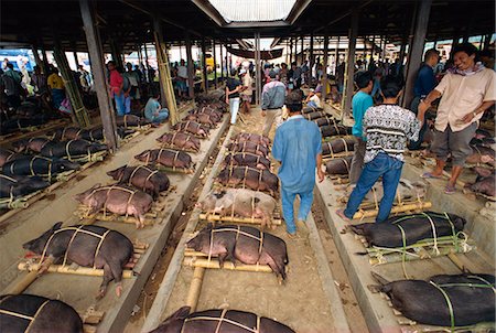 pig piglet - Pig market, Rantepao, Toraja area, Sulawesi, Indonesia, Southeast Asia, Asia Stock Photo - Rights-Managed, Code: 841-02991696