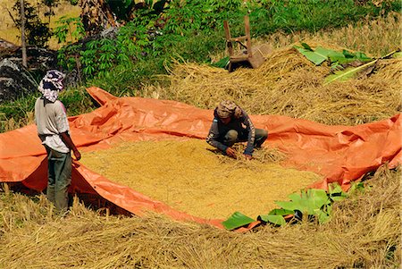 Rice harvest, Toraja area, Sulawesi, Indonesia, Southeast Asia, Asia Stock Photo - Rights-Managed, Code: 841-02992198
