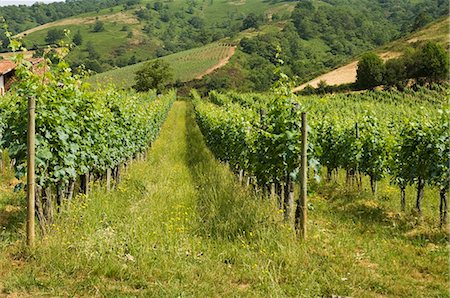 french countryside - Vineyards in countryside near Saint Jean Pied de Port (St.-Jean-Pied-de-Port), Basque country, Pyrenees-Atlantiques, Aquitaine, France, Europe Stock Photo - Rights-Managed, Code: 841-02992731
