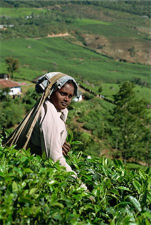 Tea plucker on estate near Munnar, Kerala state, India, Asia Stock Photo - Rights-Managed, Code: 841-02993588