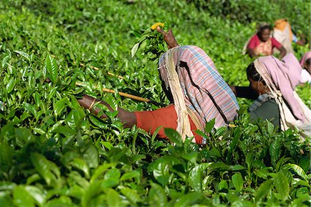 Tea pluckers on estate near Munnar, Kerala state, India, Asia Stock Photo - Rights-Managed, Code: 841-02993589