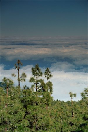 Pine trees above the clouds, Teide National Park, Tenerife, Canary Islands, Spain, Atlantic, Europe Stock Photo - Rights-Managed, Code: 841-03029587