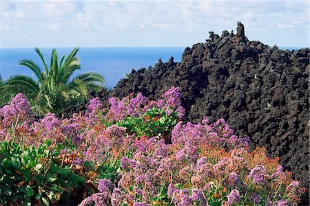 Roadside flowers, La Palma, Canary Islands, Spain, Europe Foto de stock - Con derechos protegidos, Código: 841-03029850