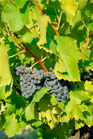 Grapes on vine, Provence, France, Europe Stock Photo - Rights-Managed, Code: 841-03029912