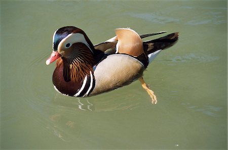 simsearch:841-02916154,k - Mandarin duck, male, Burford, Oxfordshire, England, United Kingdom, Europe Stock Photo - Rights-Managed, Code: 841-03029954