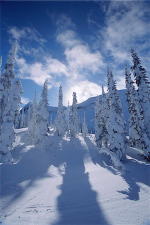 simsearch:622-02759675,k - Snow on trees and shadows,Rocky Mountains,Alberta,Canada Stock Photo - Rights-Managed, Code: 841-03034616