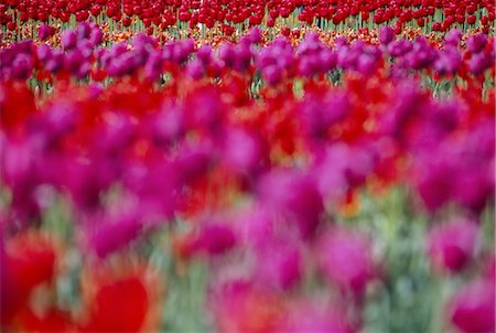 Tulips,bulbfields,Holland (The Netherlands),Europe Stock Photo - Rights-Managed, Code: 841-03034827