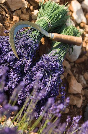 purple floral arrangement - Lavender Knife,Luberon,France Stock Photo - Rights-Managed, Code: 841-03034994