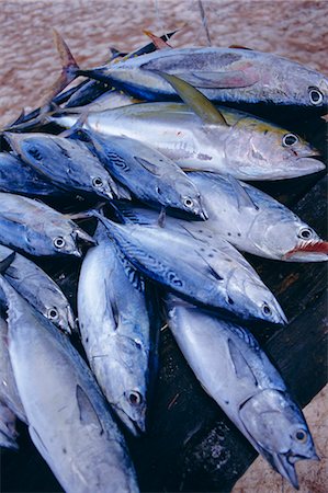 praslin - Fish,Praslin,Seychelles Stock Photo - Rights-Managed, Code: 841-03035052