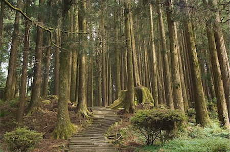 Cedar forest,Alishan National Forest recreation area,Chiayi County,Taiwan,Asia Stock Photo - Rights-Managed, Code: 841-03035807