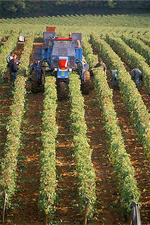 Harvesting grapes in a vineyard near Macon, Burgundy (Bourgogne), France, Europe Stock Photo - Rights-Managed, Code: 841-03030178