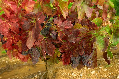 Ripe grapes on the vine, near Avignon, Vaucluse, Provence, France, Europe Stock Photo - Rights-Managed, Code: 841-03030240