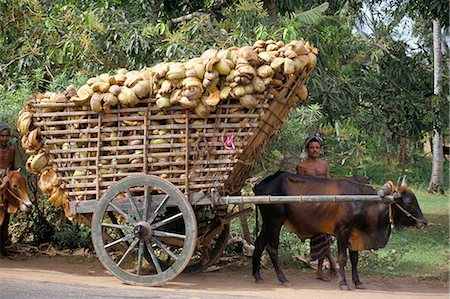 Ox cart loaded with coconut husks, near Colombo, Sri Lanka, Asia Stock Photo - Rights-Managed, Code: 841-03030296