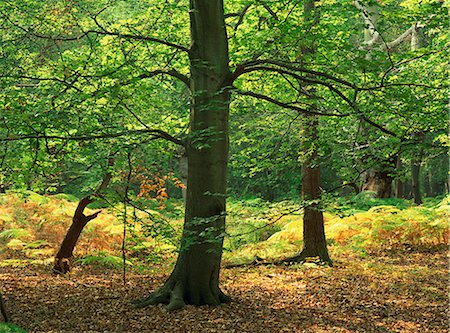 Trees in woodland in the Forest of Dean, Gloucestershire, England, United Kingdom, Europe Stock Photo - Rights-Managed, Code: 841-03030349