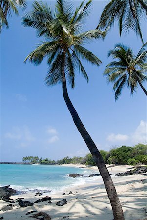 pic palm tree beach big island - Kona State Beach, Island of Hawaii (Big Island), Hawaii, United States of America, Pacific, North America Stock Photo - Rights-Managed, Code: 841-03030660