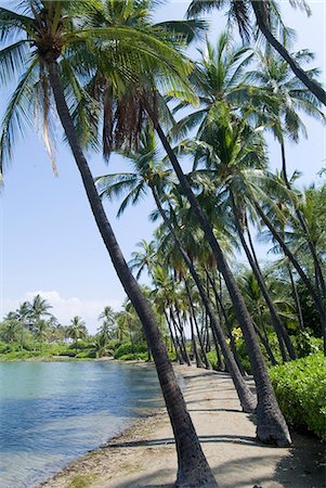 pic palm tree beach big island - Waikaloa Beach, Island of Hawaii (Big Island), Hawaii, United States of America, Pacific, North America Stock Photo - Rights-Managed, Code: 841-03030706