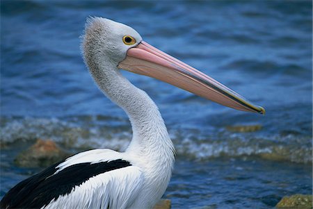 Close-up of the head of an Australian pelican, Kingscote, Kangaroo Island, South Australia, Australia, Pacific Stock Photo - Rights-Managed, Code: 841-03032542