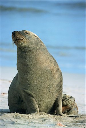 Close-up of an Australian sea lion, Seal Bay Conservation Park, Kangaroo Island, South Australia, Australia, Pacific Stock Photo - Rights-Managed, Code: 841-03032543