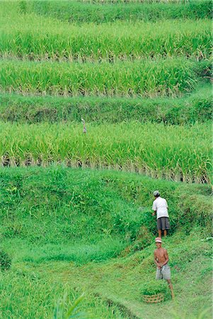 simsearch:841-02899056,k - Rice fields, Bali, Indonesia Stock Photo - Rights-Managed, Code: 841-03032572