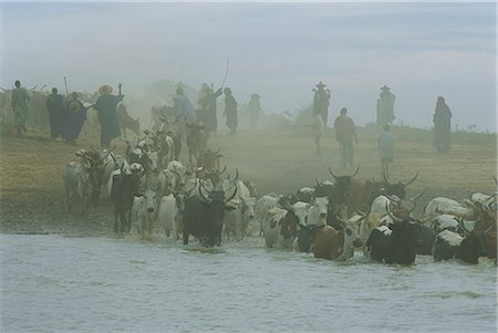 peul - Peul men with cattle crossing the Bani River during transhumance, Sofara, Mali, West Africa, Africa Stock Photo - Rights-Managed, Code: 841-03032760