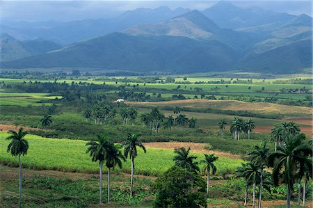 farming in the caribbean - Rural landscape of fields in a green valley with palm trees, and hills beyond, San Luis, Trinidad, Cuba, West Indies, Central America Stock Photo - Rights-Managed, Code: 841-03032778