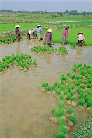 simsearch:841-03032762,k - Rice paddies, Vientiane, Laos, Asia Stock Photo - Rights-Managed, Code: 841-03032846