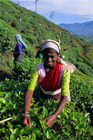 Harvesting tea, hill country, Nuwara Eliya, Sri Lanka, Asia Stock Photo - Rights-Managed, Code: 841-03032961