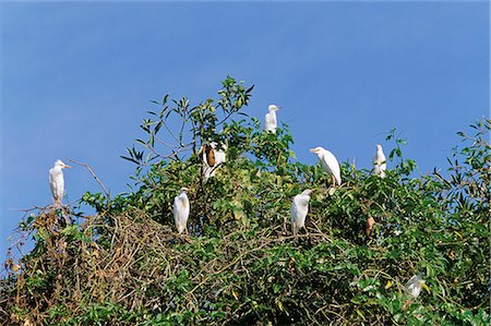 simsearch:841-02709392,k - Cattle egrets (Bubulcus ibis) on a tree, Parque Nacional de Fernando de Norohna, Fernando de Noronha, Pernambuco, Brazil, South America Stock Photo - Rights-Managed, Code: 841-03033675