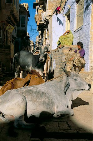simsearch:841-02915818,k - Sacred cows sitting in a narrow street, Rajasthan state, India, Asia Stock Photo - Rights-Managed, Code: 841-03033700