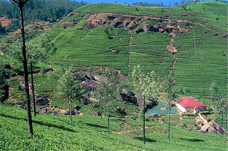 simsearch:841-05783458,k - Tea plantations in the hills in the Nuwara Eliya region, Sri Lanka, Asia Stock Photo - Rights-Managed, Code: 841-03033945