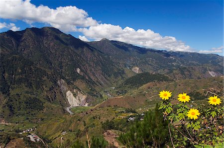 picture of luzon landscape - Yellow summer flowers, Mount Pulag National Park, Kabayan Town, The Cordillera Mountains, Benguet Province, Luzon, Philippines, Southeast Asia, Asia Stock Photo - Rights-Managed, Code: 841-03055219