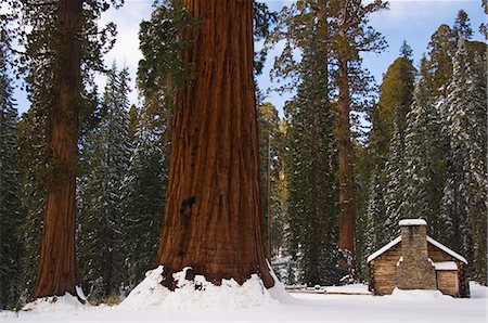 simsearch:841-03505868,k - A stone brick museum is dwarfed by giant sequoia trees at Mariposa Grove after fresh snowfall, Yosemite National Park, UNESCO World Heritage Site, California, United States of America, North America Stock Photo - Rights-Managed, Code: 841-03055279