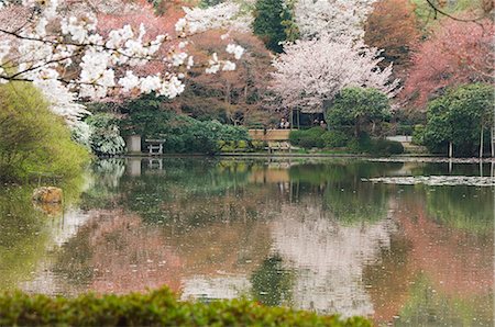 Garden of Ryoanji Temple, Kyoto, Honshu Island, Japan, Asia Stock Photo - Rights-Managed, Code: 841-03055602