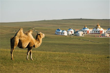 steppe - A camel with nomad yurt tents in the distance, Xilamuren grasslands, Inner Mongolia province, China, Asia Stock Photo - Rights-Managed, Code: 841-03055680