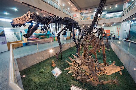 dinosaur - Paleozoological Museum of China, Beijing, China, Asia Stock Photo - Rights-Managed, Code: 841-03056123