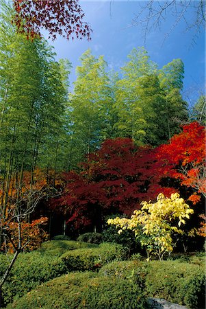 Automne érables, Tenryu-ji (temple), Arashiyama, Kyoto, Japon, Asie Photographie de stock - Rights-Managed, Code: 841-03056221