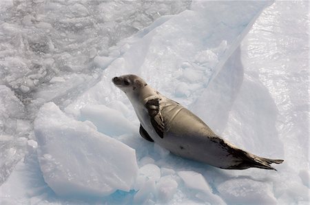 Crabeater seal (Lobodon carcinophagus), Lemaire Channel, Antarctic Peninsula, Antarctica, Polar Regions Stock Photo - Rights-Managed, Code: 841-03057780