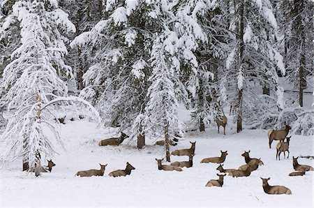 deer snow - Elk herd, Yellowstone National Park, UNESCO World Heritage Site, Wyoming, United States of America, North America Stock Photo - Rights-Managed, Code: 841-03058686