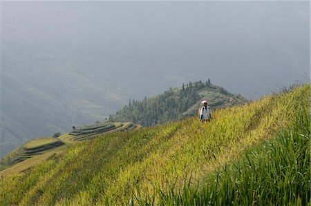 Woman of Yao tribe in ricefields, Longsheng terraced ricefields, Guilin, Guangxi Province, China, Asia Stock Photo - Rights-Managed, Code: 841-03065315