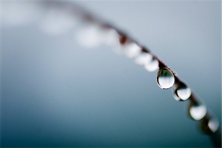 dali - Water droplets on grass, Dali, Yunnan, China, Asia Stock Photo - Rights-Managed, Code: 841-03066717