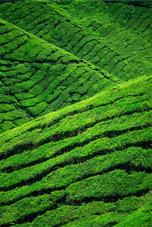 Rows of tea bushes at the Sungai Palas Estate in the Cameron Highlands in Perak Province, centre of tea production in Malaysia, Southeast Asia, Asia Stock Photo - Rights-Managed, Code: 841-03067270