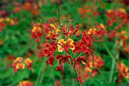 saba - Close-up of red flowers on Pulau Manukan an island in Tunku Abdul Rahman Park, offshore of Kota Kinabalu, island of Borneo, northern tip, Sabah, Malaysia, Southeast Asia, Asia Stock Photo - Rights-Managed, Code: 841-03067655