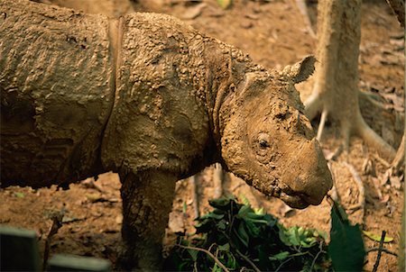 saba - The rare hairy rhino (Sumatran rhino), smallest type of rhino at Sepilok Orang-Utan Sanctuary, near Sandakan, Sabah, Malaysia, Borneo, Southeast Asia, Asia Stock Photo - Rights-Managed, Code: 841-03067652