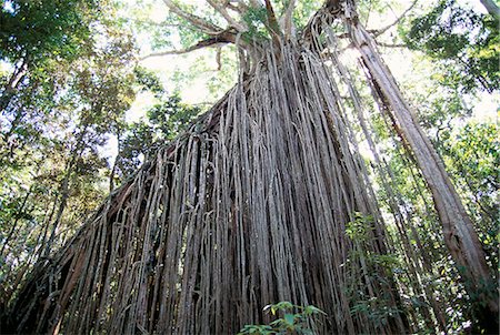 strangle - Curtain fig, a huge 15m high strangling parasite in forest near Yungaburra, Atherton Tablelands, Queensland, Australia, Pacific Stock Photo - Rights-Managed, Code: 841-03067700